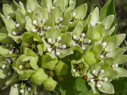 صورة Asclepias viridis Walt.