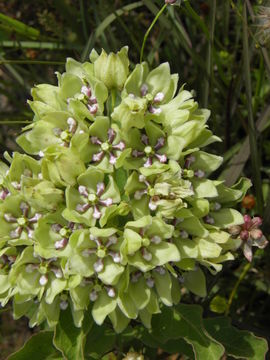 صورة Asclepias viridis Walt.