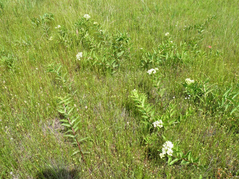 Image of green antelopehorn