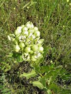 صورة Asclepias viridis Walt.