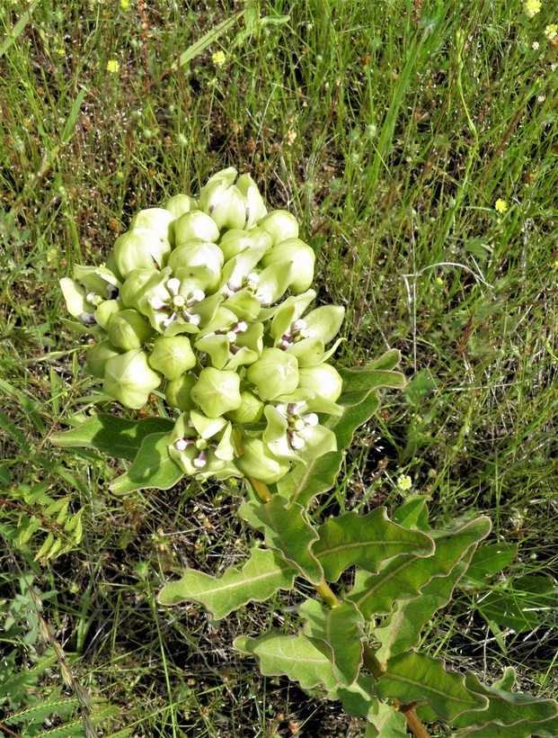 Sivun Asclepias viridis Walt. kuva