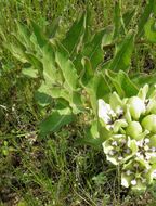 صورة Asclepias viridis Walt.