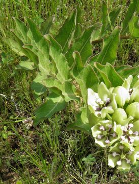 صورة Asclepias viridis Walt.