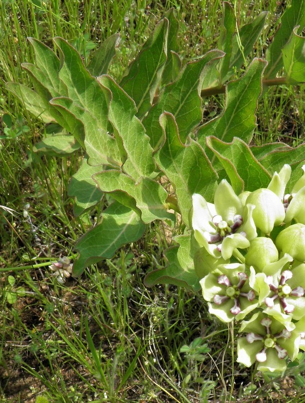 Image of green antelopehorn