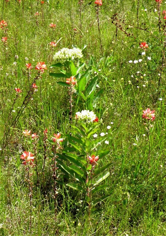 صورة Asclepias viridis Walt.