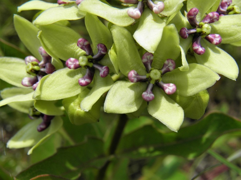 Image of green antelopehorn