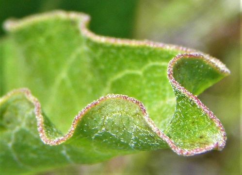 Image of green antelopehorn