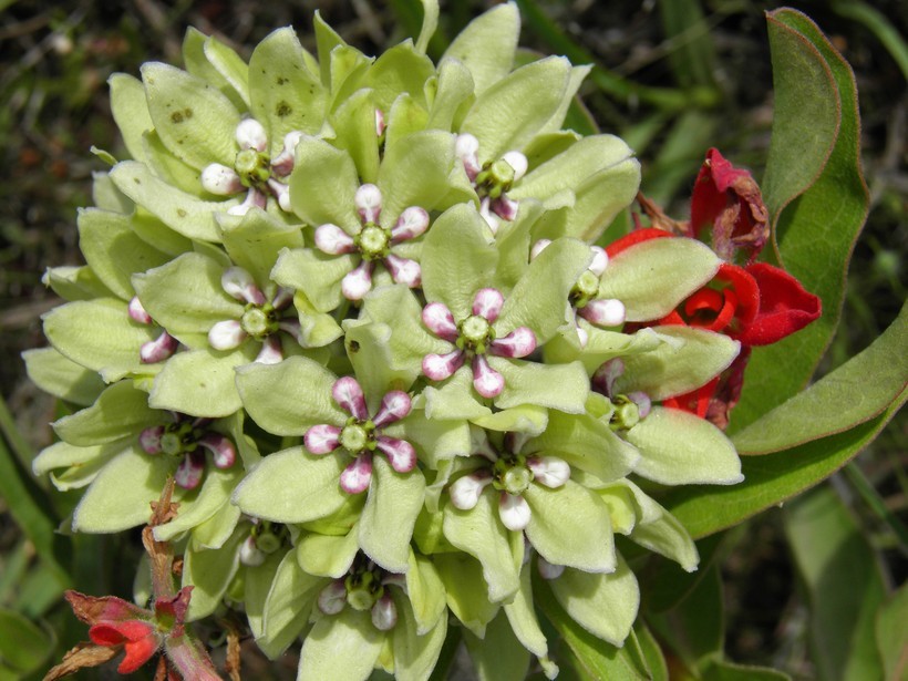 صورة Asclepias viridis Walt.