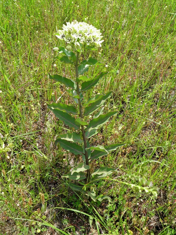 صورة Asclepias viridis Walt.