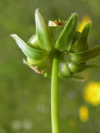 Image of lanceleaf tickseed