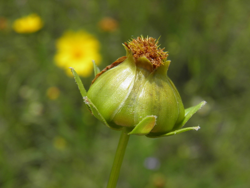 Image of lanceleaf tickseed