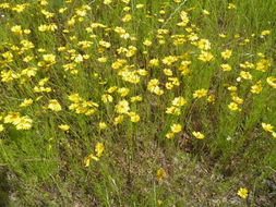 Image of lanceleaf tickseed