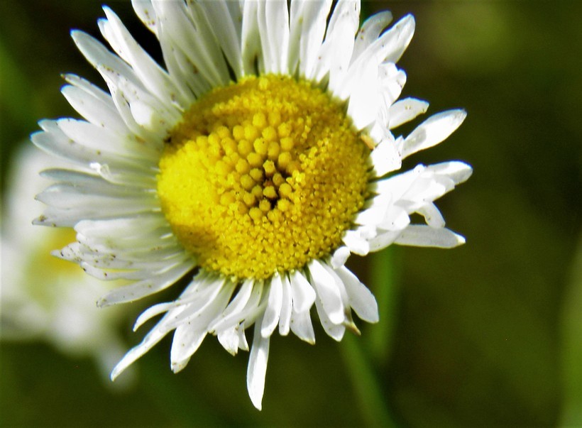 Image of prairie fleabane