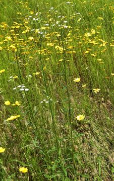 Image of prairie fleabane