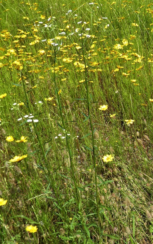 Image of prairie fleabane