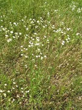 Image of prairie fleabane