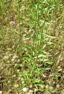 Image of prairie fleabane