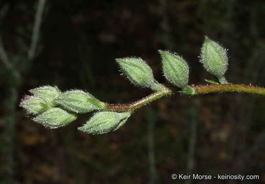 Image of dwarf checkerbloom