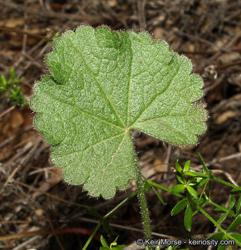 Image of dwarf checkerbloom