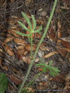 Image de Sidalcea sparsifolia (C. L. Hitchc.) S. R. Hill