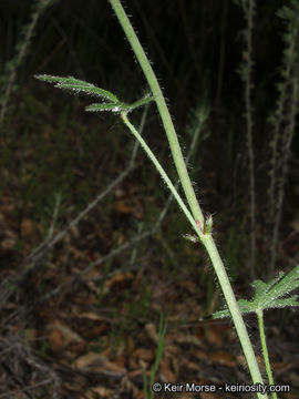 Image of dwarf checkerbloom