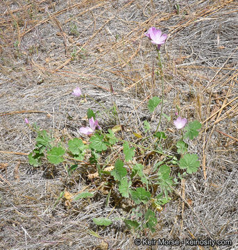 Image of dwarf checkerbloom