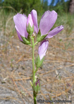 Image of dwarf checkerbloom