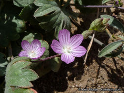 Image of dwarf checkerbloom