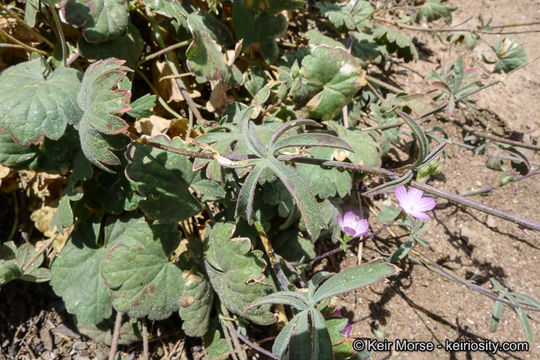 Image of dwarf checkerbloom