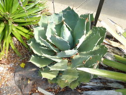 Plancia ëd Agave guadalajarana Trel.