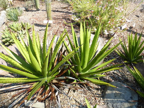 Imagem de Agave datylio F. A. C. Weber