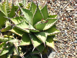 Image of Agave margaritae Brandegee