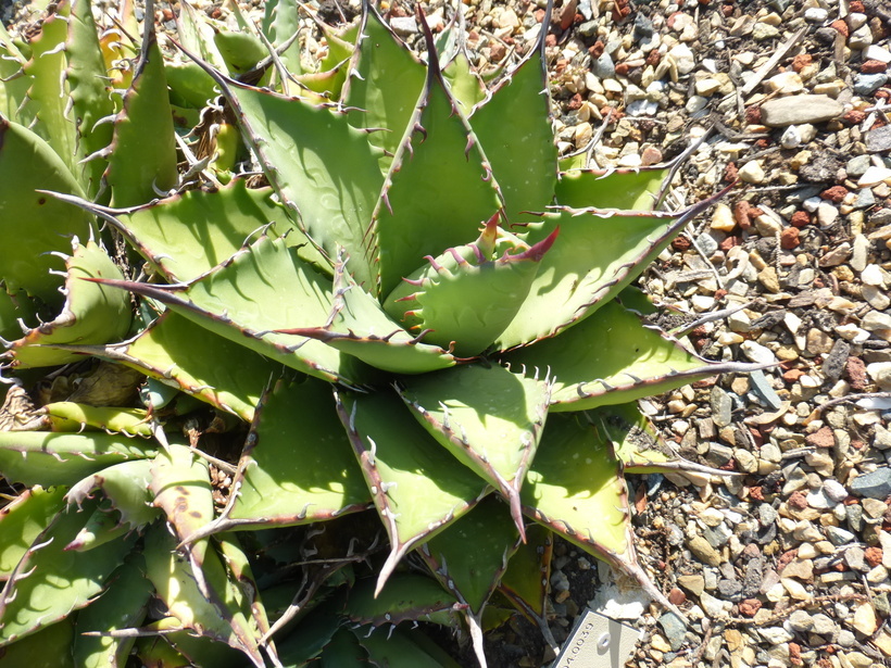 Image of Agave margaritae Brandegee