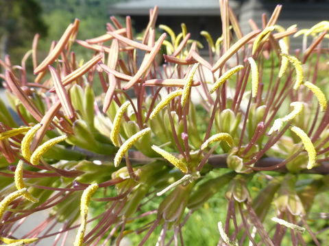 Image of Agave striata Zucc.