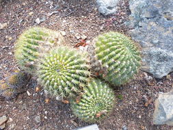 Image de <i>Echinopsis korethroides</i>