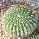 <i>Echinopsis korethroides</i> resmi