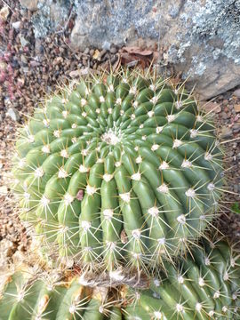 <i>Echinopsis korethroides</i> resmi