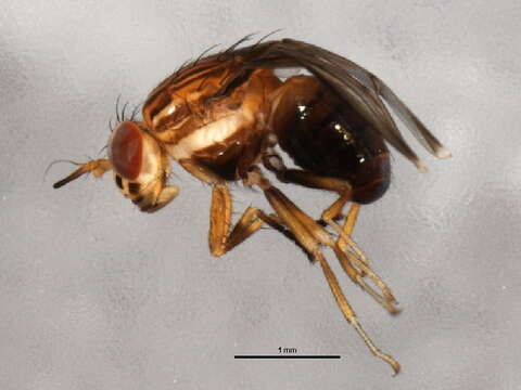 Image of Lauxaniinae