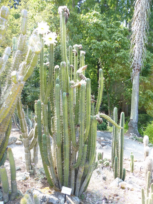 Image of Bolivian Torch Cactus