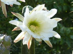 Image of Bolivian Torch Cactus