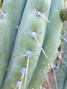 صورة Echinopsis peruviana (Britton & Rose) H. Friedrich & G. D. Rowley