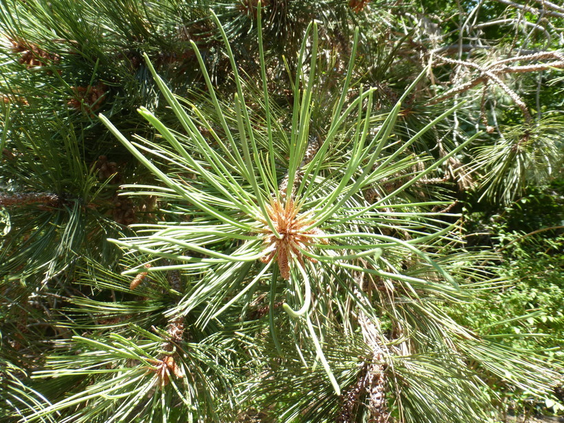 Image of <i>Pinus arizonica</i> var. <i>cooperi</i>