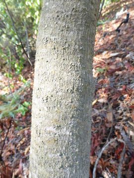 Image of feltleaf ceanothus