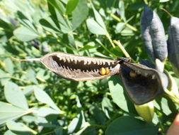 Image of blue false indigo