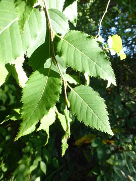 Image de <i>Betula albosinensis</i>