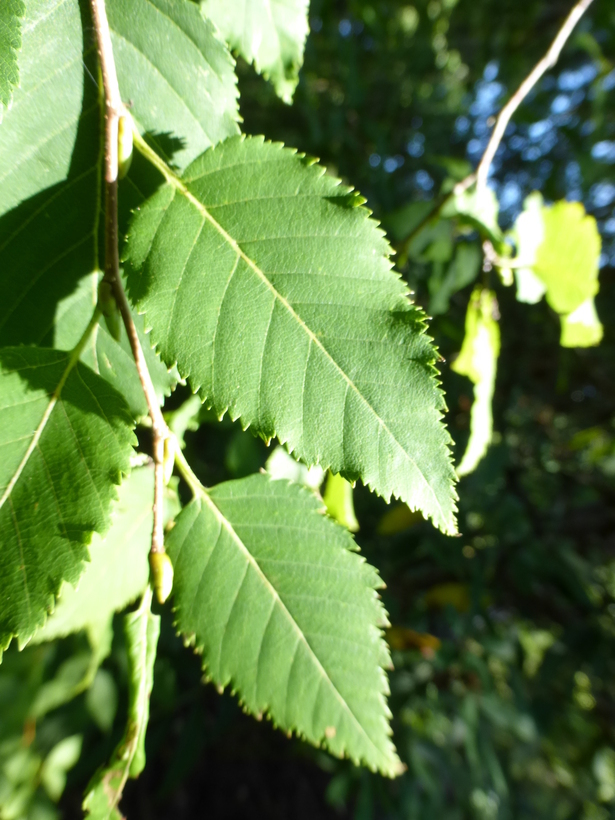 Image of <i>Betula albosinensis</i>