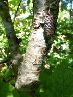 Image of <i>Betula albosinensis</i>