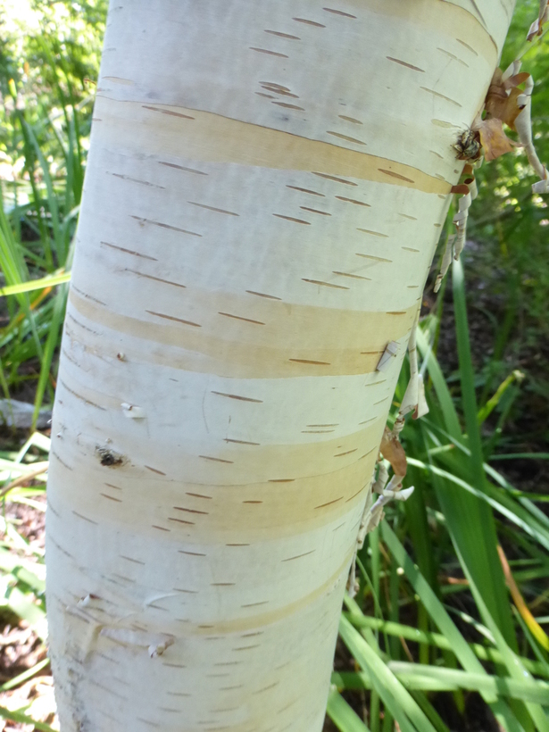 Image of <i>Betula platyphylla</i>