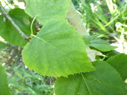 Image of <i>Betula platyphylla</i>