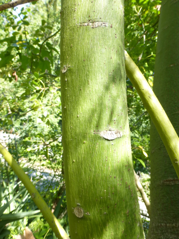 Imagem de Brachychiton acerifolius (A. Cunn. ex G. Don) F. Müll.